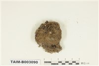 藏品(曲尾苔科)的圖片